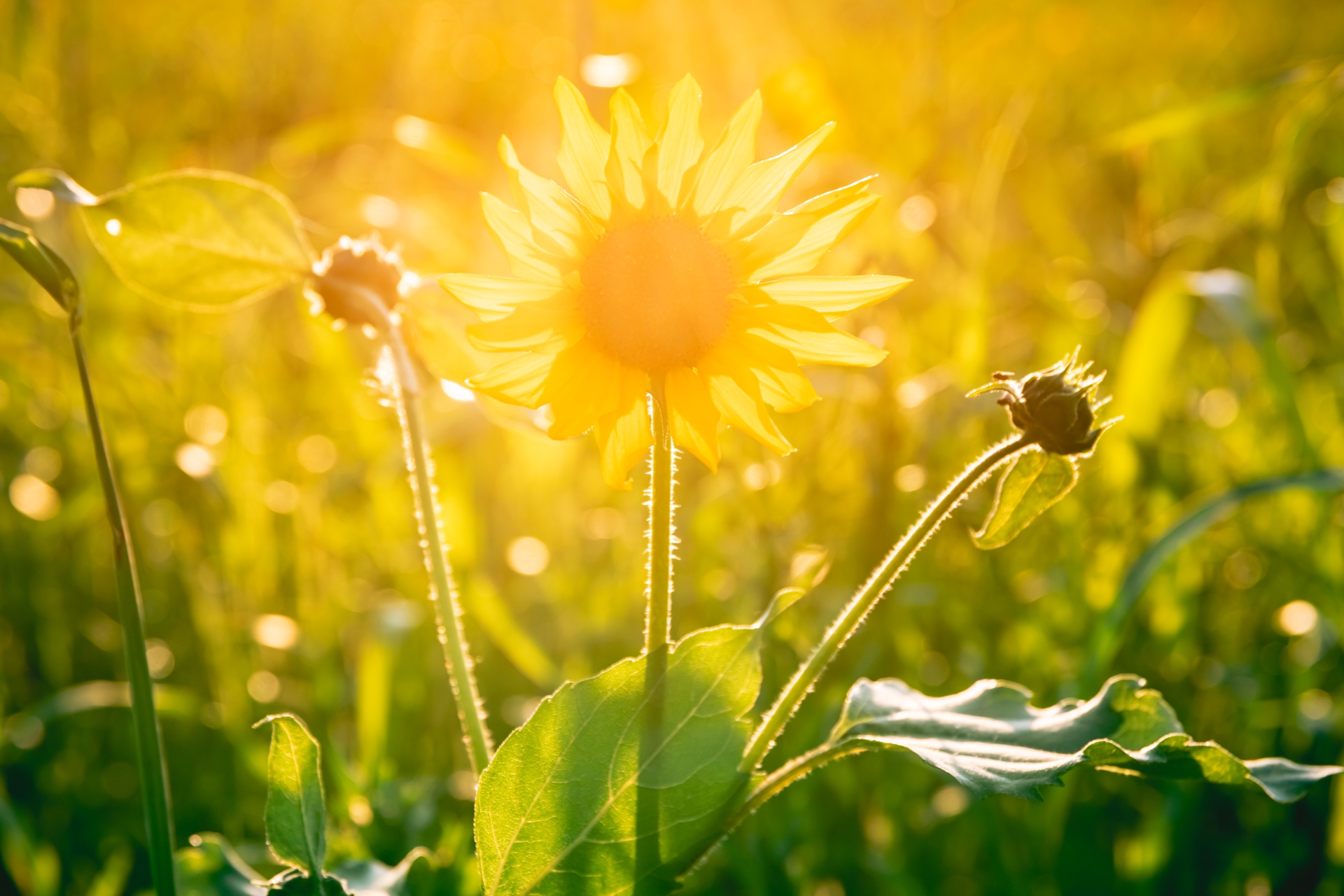 VitaminD Ahorn Apotheke - Vitamin D